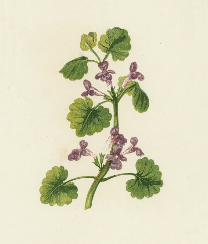 Bluszcz pospolity, Glechoma Hederacea (kolorowa litografia) autorstwa English School