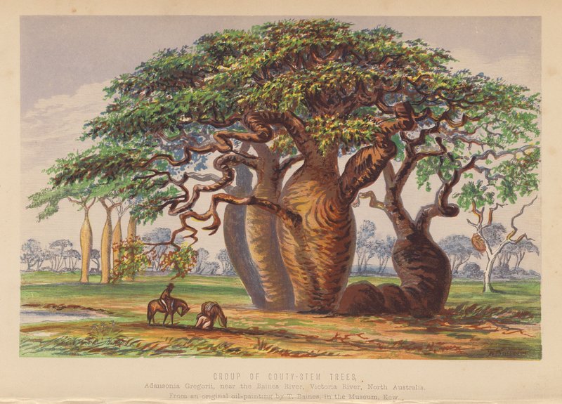 Grupa drzew Couty Stem Trees, Australia (kolorowa litografia) autorstwa English School