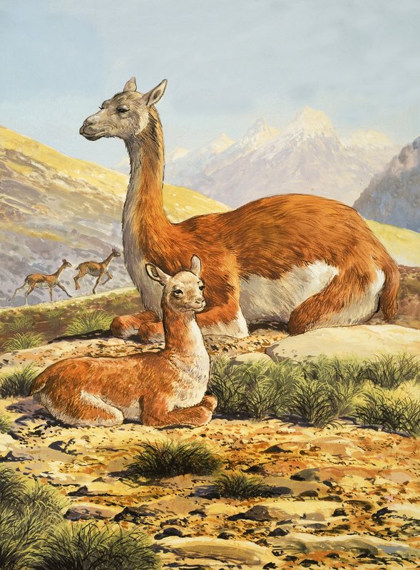 Guanacos autorstwa English School