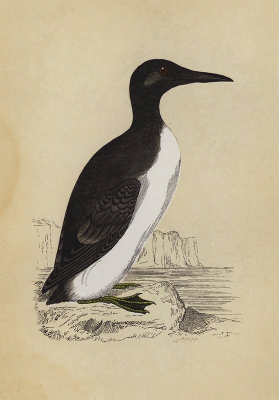 Guillemot (kolorowa litografia) autorstwa English School