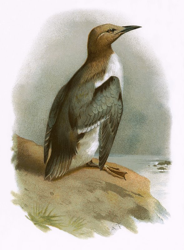 Guillemot autorstwa English School