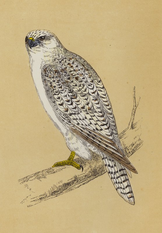 Gyr-Falcon (kolor lito) autorstwa English School