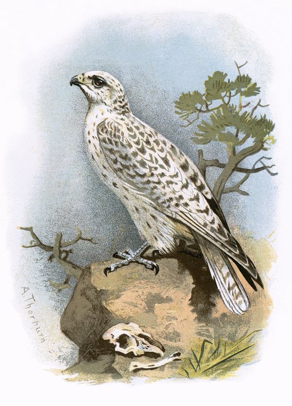 Gyr-Falcon autorstwa English School