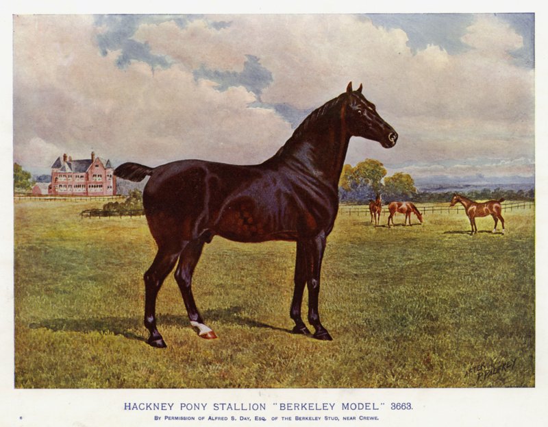 Hackney Pony Ogier "Berkeley Model" 3663 (kolor lito) autorstwa English School