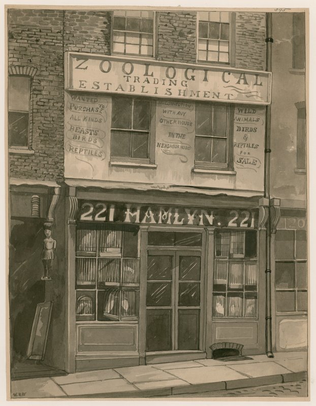 Hamlyns Zoological Trading, 221 St Georges Street, London Docks (wc na papierze) autorstwa English School