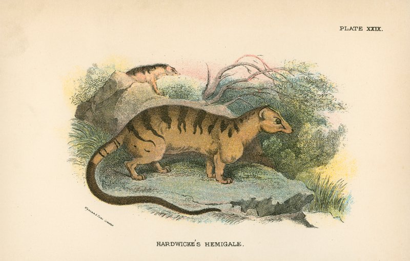 Hemigale Hardwicke