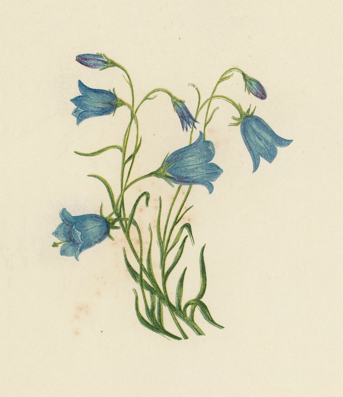 Dzwonek, Campanula Rotundifolia (członki kolorowe) autorstwa English School