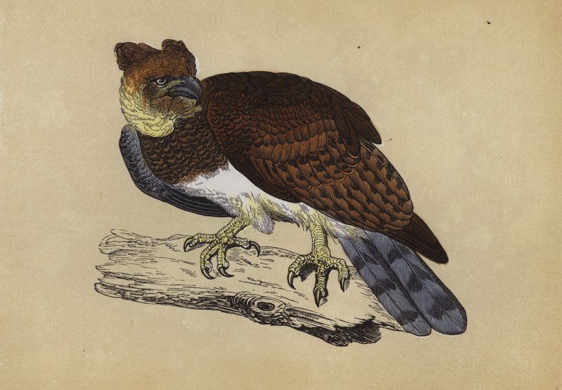 Harpia Eagle (kolor lito) autorstwa English School