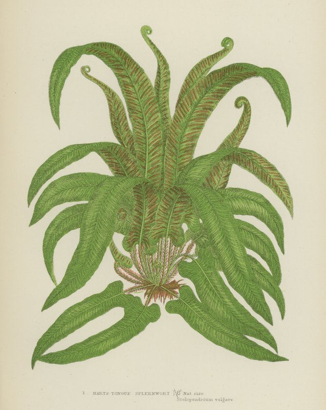 Harts-Tongue Spleenwort (kolorowa litografia) autorstwa English School