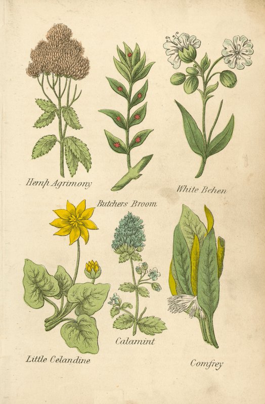 Agrimony, Butchers Broom, White Behen, Little Celandine, Calamint, Comfrey (color litho) autorstwa English School