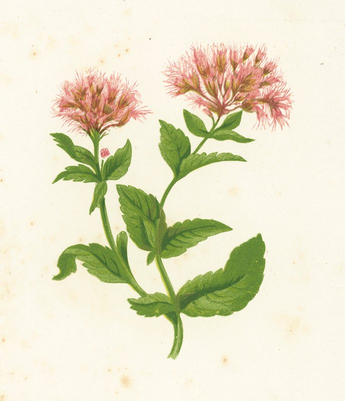 Rzepik konopny, Eupatorium Cannabinum autorstwa English School
