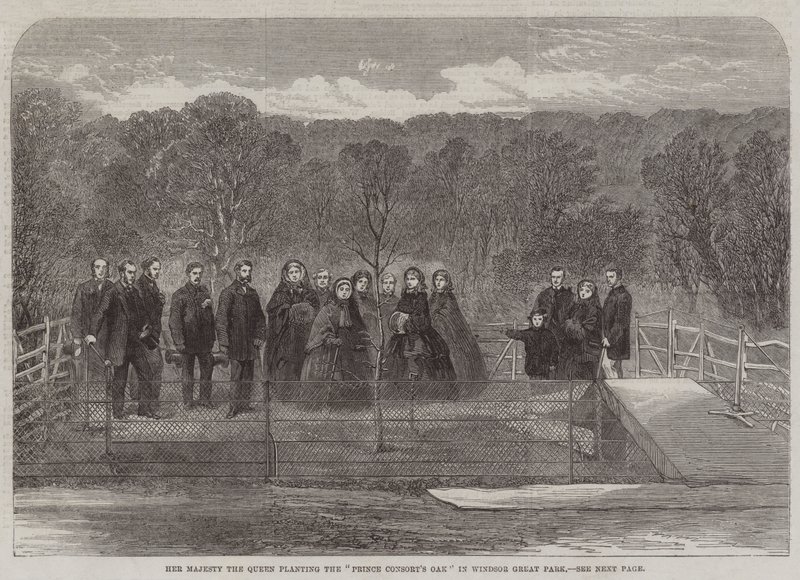 Jej Wysokość Królowa sadząc „Dąb Księcia Małżonka” w Windsor Great Park (rycina) autorstwa English School