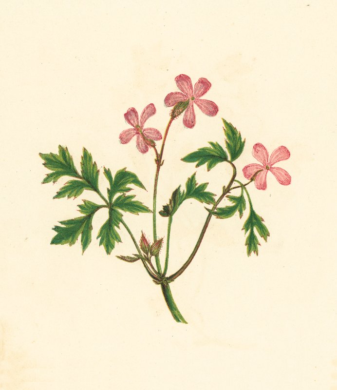 Ziele Roberta lub Biedny Robin, Geranium Robertianum (kolorowa litografia) autorstwa English School