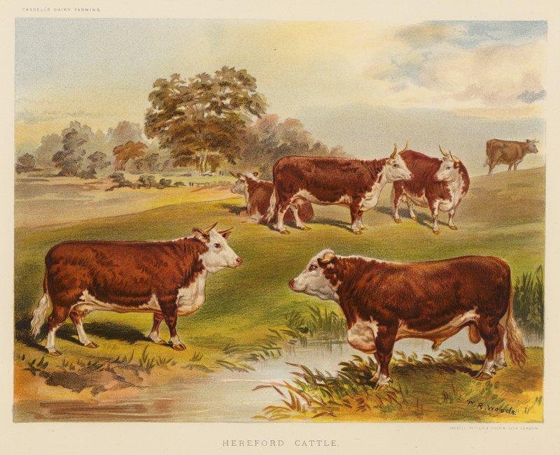 Bydło Hereford (kolorowa litografia) autorstwa English School