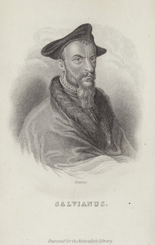 Hippolito Salviani, włoski przyrodnik autorstwa English School