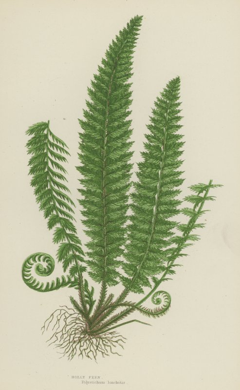 Holly Fern (litografia kolorowa) autorstwa English School