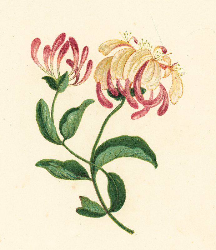 Wiciokrzew, Lonicera Periclymenum (litografia kolorowa) autorstwa English School