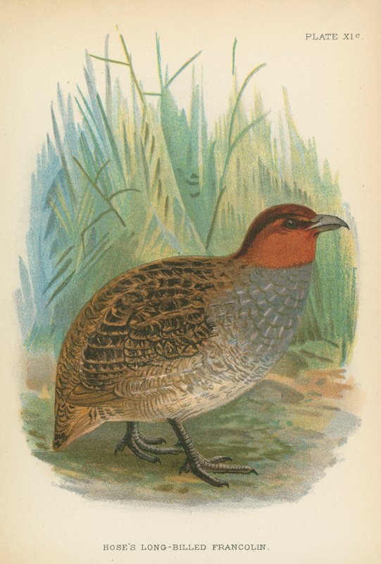 Francolin z długim rachunkiem za Hose autorstwa English School
