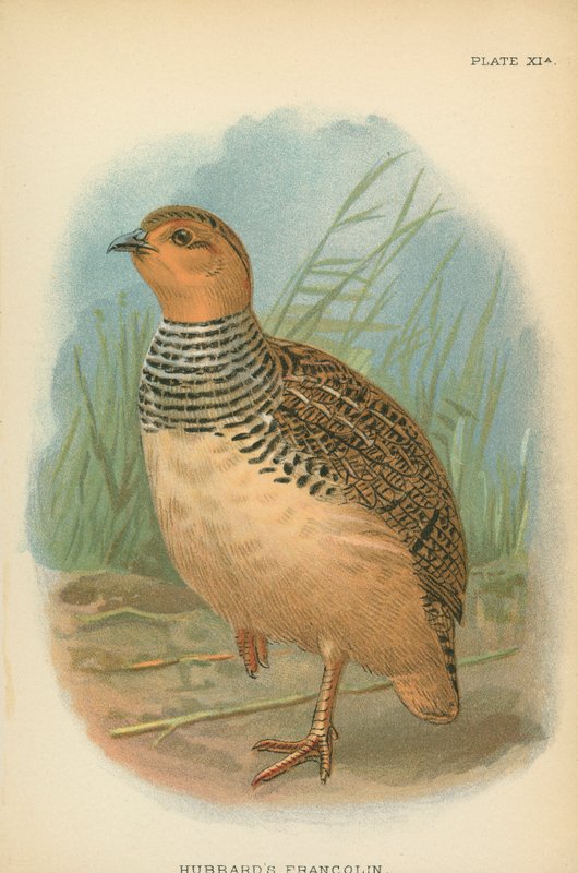 Francolin Hubbarda autorstwa English School