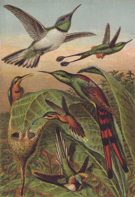 Kolibry autorstwa English School
