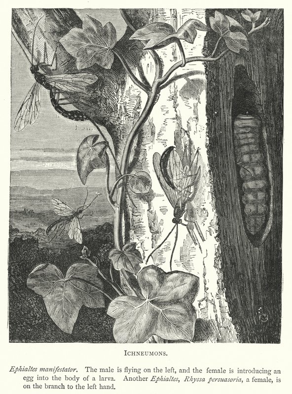 Ichneumony (rycina) autorstwa English School