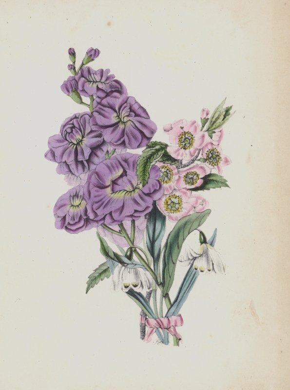 Ilustracja do albumu Moss Rose (kolorowa litografia) autorstwa English School