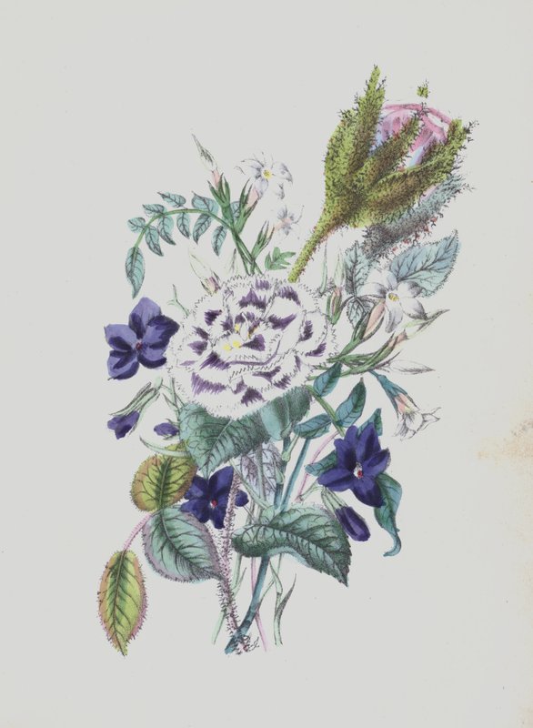 Ilustracja do albumu Moss Rose (kolorowa litografia) autorstwa English School