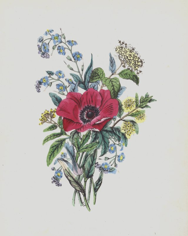 Ilustracja do albumu Moss Rose (kolorowa litografia) autorstwa English School