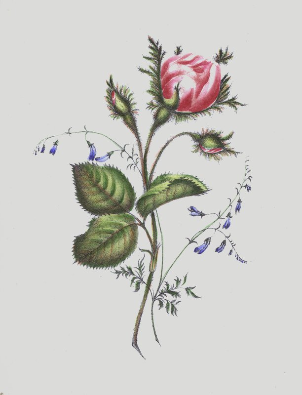 Ilustracja do albumu Moss Rose autorstwa English School