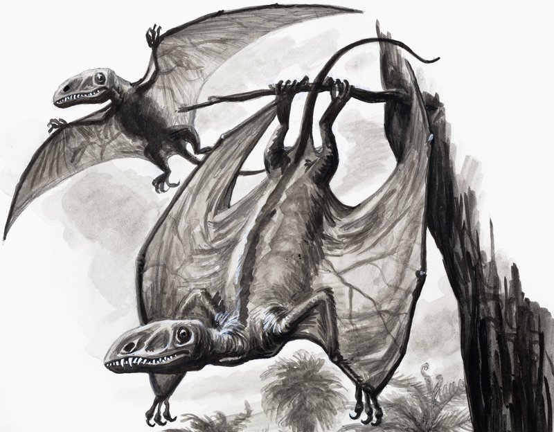 W czasach dinozaurów: łowcy z wysokości autorstwa English School