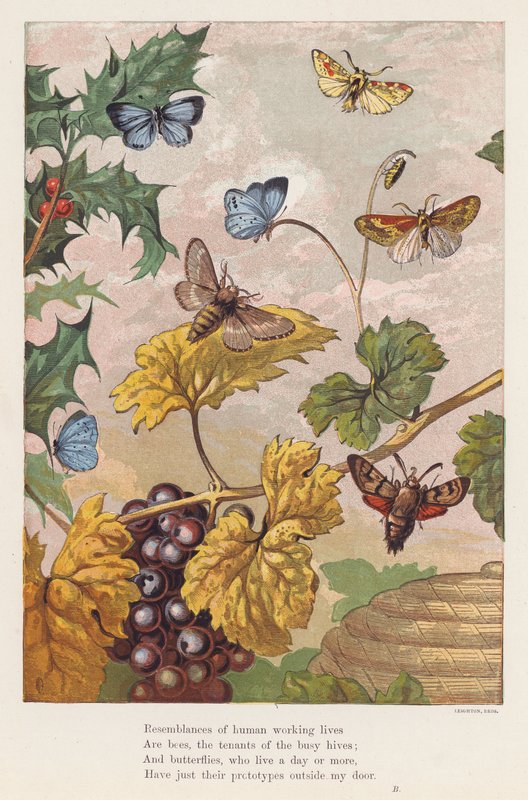 Owady (litografia kolorowa) autorstwa English School