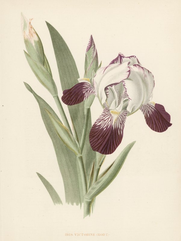 Iris Victorine (kolor lito) autorstwa English School
