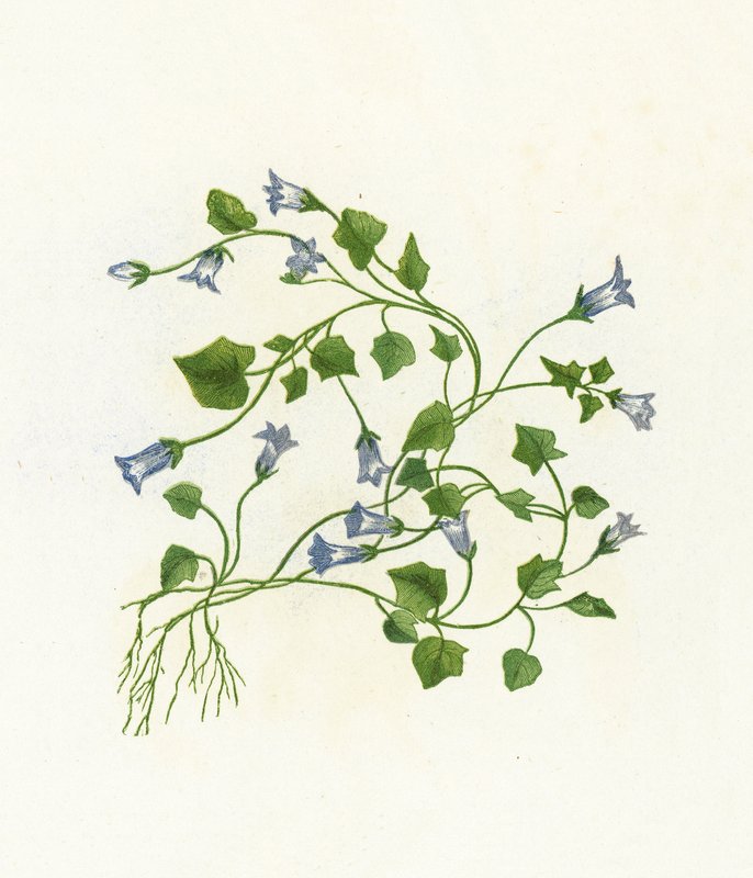 Dzwonek bluszczolistny, Campanula Hederacea autorstwa English School