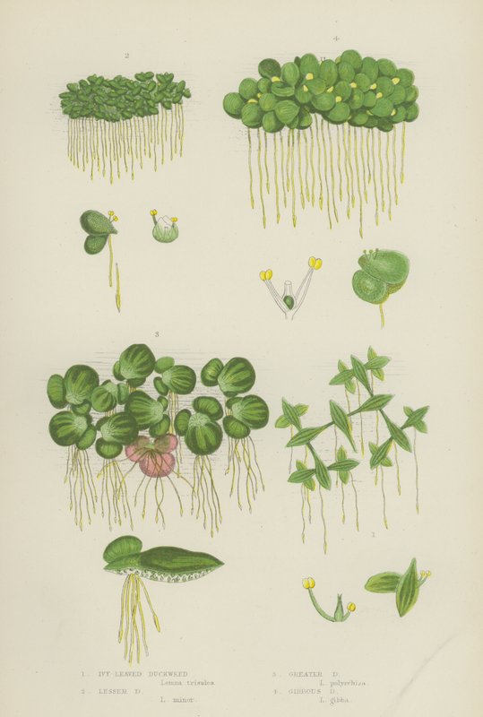 Rzęsa bluszczolistna, Rzęsa Mała, Rzęsa Większa, Rzęsa Gibbous (kolor litho) autorstwa English School