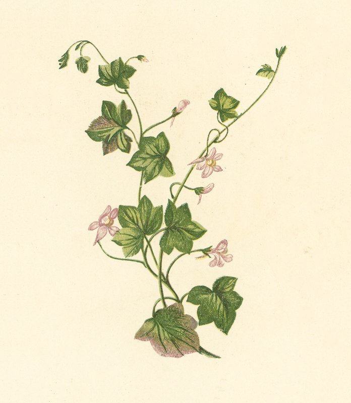 Lnica bluszczolistna, Linaria cymbalaria (kolorowa litografia) autorstwa English School