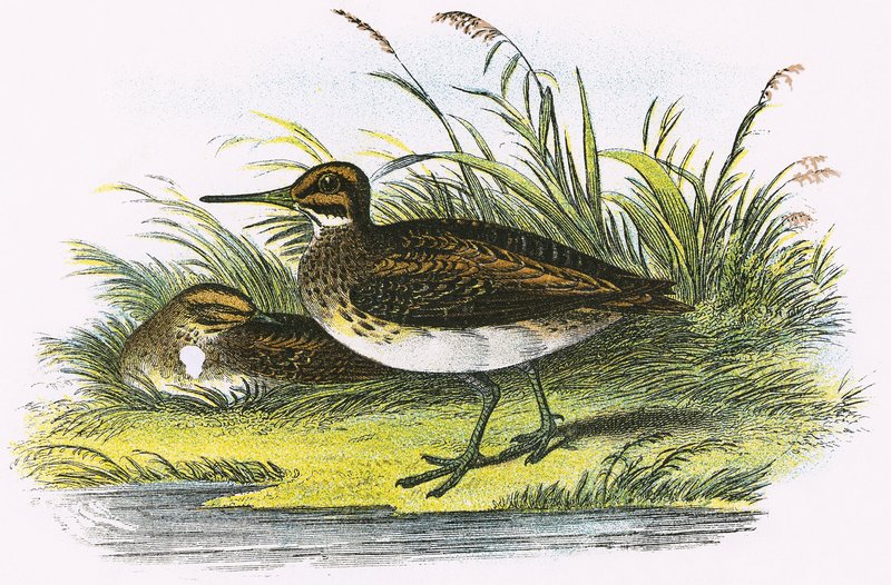Jack Snipe autorstwa English School