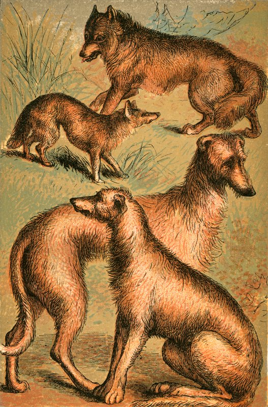 Szakal, Wilk, Wilczarz irlandzki i Deerhound autorstwa English School