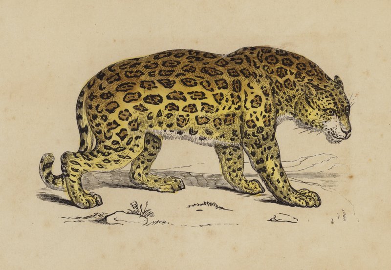 Jaguar (kolor lito) autorstwa English School