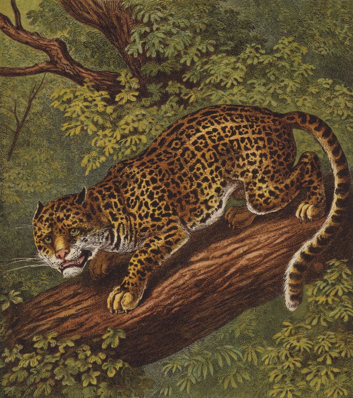 Jaguar (kolor lito) autorstwa English School