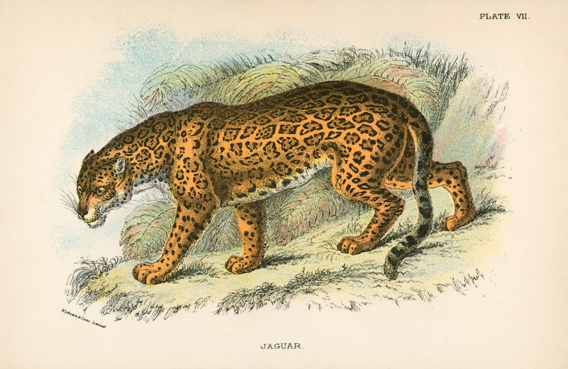 Jaguar autorstwa English School