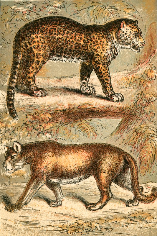 Jaguar i Puma autorstwa English School