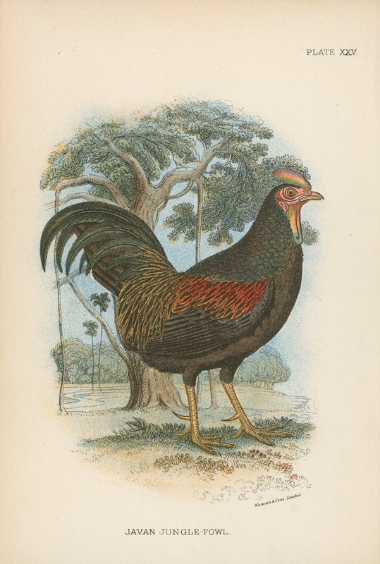 Jawajska dżungla-Fowl autorstwa English School