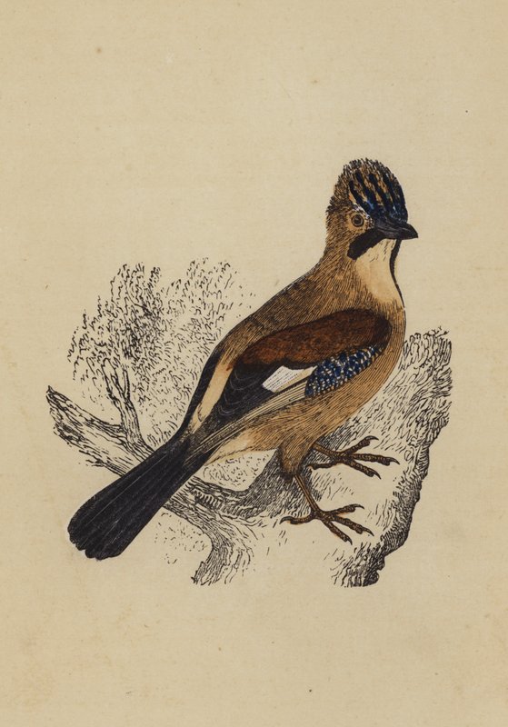 Jay (litografia kolorowa) autorstwa English School