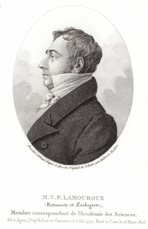 Jean Vincent Felix Lamouroux autorstwa English School