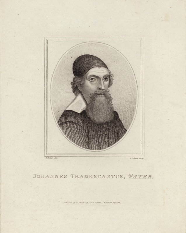 Johannes Tradescantus Pater autorstwa English School
