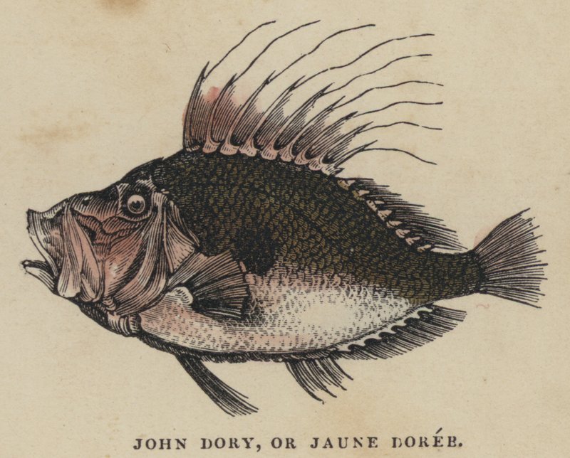 John Dory lub Jaune Doree (kolorowy grawerunek) autorstwa English School