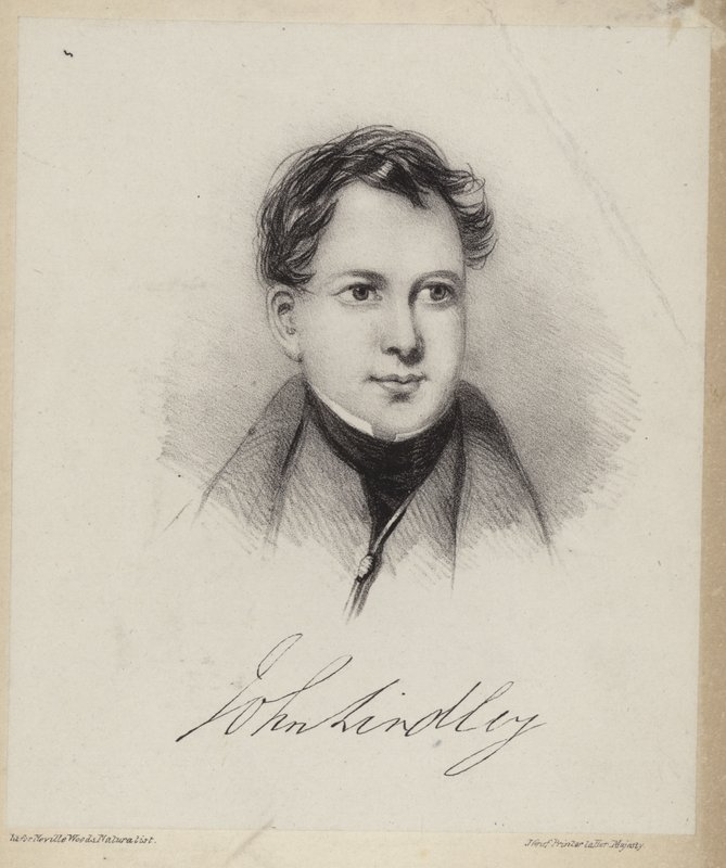John Lindley autorstwa English School