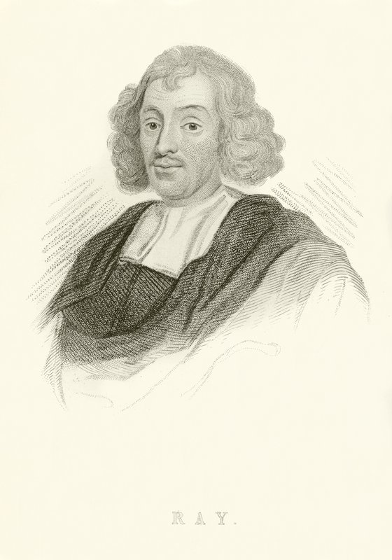 John Ray autorstwa English School