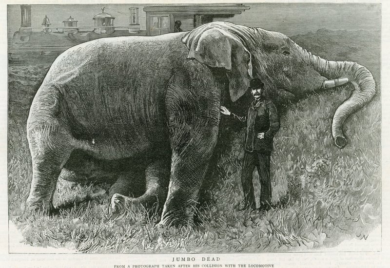 Jumbo, martwy autorstwa English School