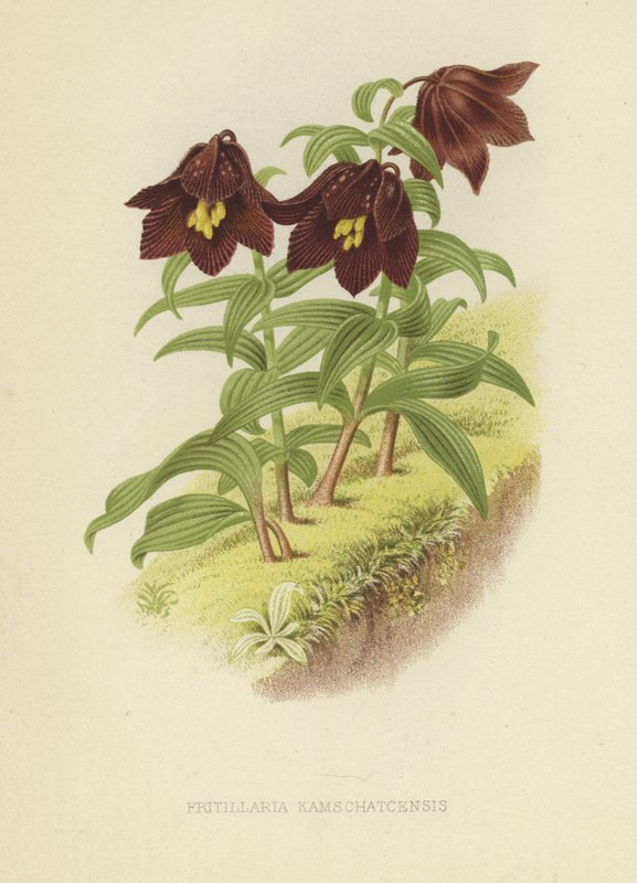 fritillary kamczackie lub lilia kamczacka autorstwa English School